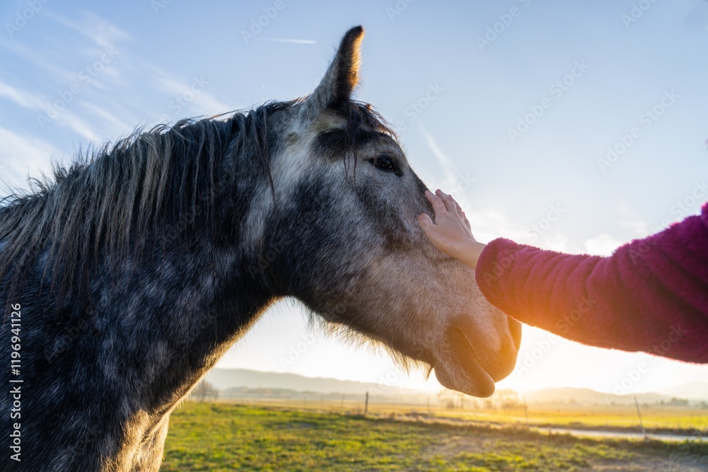 Horse enjoys gentle touch under the warm sunset in a tranquil countryside setting during evening hours