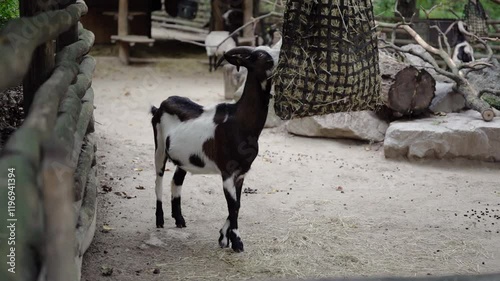An adult domestic goat enjoying eating grass from a feeding sack outdoor