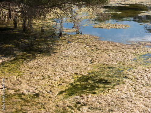 Large amounts of algae in brackish water river in South Australia, Australia