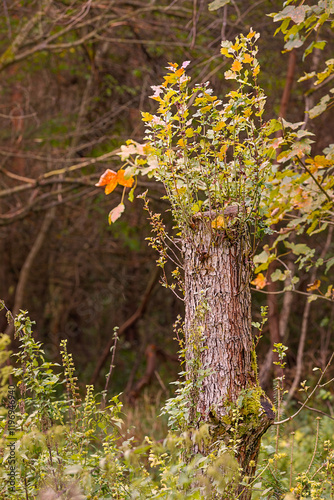 A cut down and neglected hawthorn tree (Crataegus).
