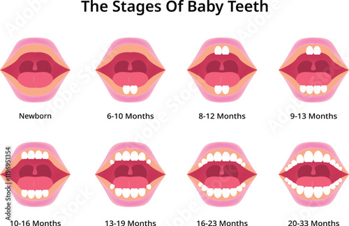The Stages of Baby Teeth Design Vector Illustration