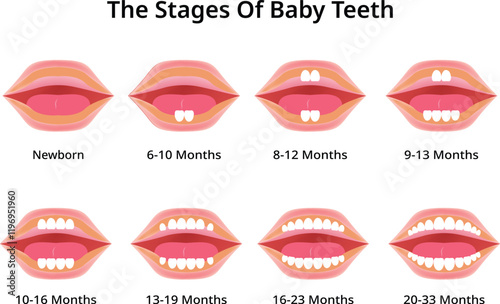 The Stages of Baby Teeth Design Vector Illustration
