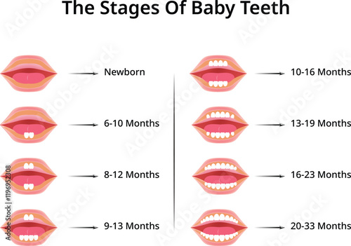 The Stages of Baby Teeth Design Vector Illustration