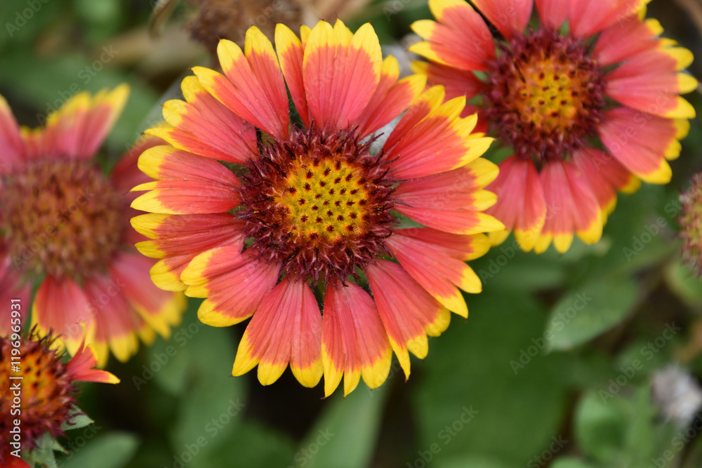 Looking into the Center of a Gaillardia Flower Looking into the Center of a Gaillardia Flower