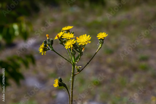 Hieracium laevigatum or smooth hawkweed. Hieracium, known by the common name hawkweed and classically as hierakion. Floral desktop background. Hieracium caespitosum, commonly known as meadow hawkweed photo