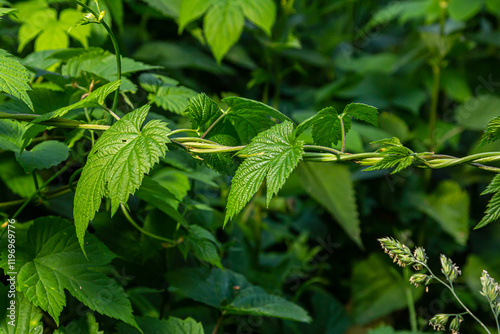hop leaves. Humulus. green leaves of a climbing plant. natural autumn background, leaves close up. light, bright hop leaves.
