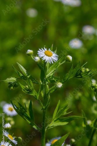 Erigeron annuus known as annual fleabane, daisy fleabane, or eastern daisy fleabane