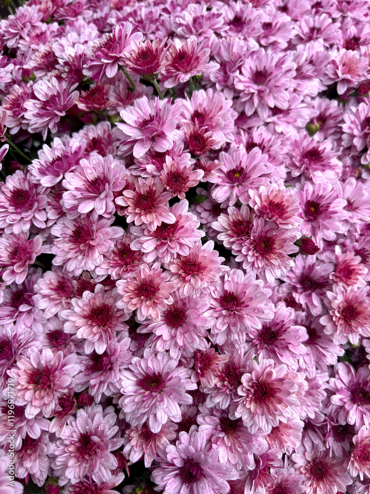 Pink chrysanthemum flowers as a background. Top view. Pink chrysanthemum flowers as a background. Top view.