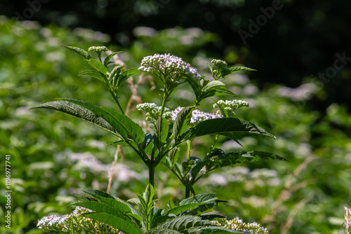 Sambucus ebulus blooming in natural habitat photo