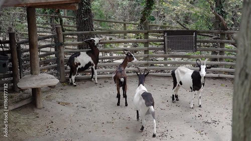 Goats walking and feding on the farm