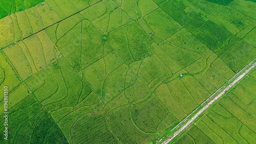 Aerial photo of a very large and neatly arranged rice field area. Aerial panorama of green rice fields with dividing line and road running through the middle in rural Yoyakarta, Indonesia photo