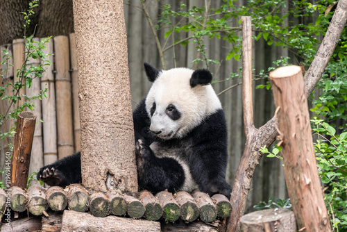 Pandabär sitzend an einem Baum