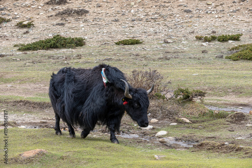 Yak in der tibetischen Hochebene