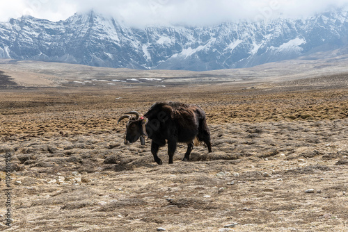 Yak in der tibetischen Hochebene