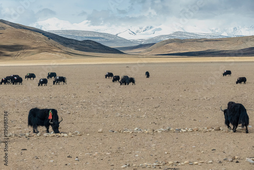 Yaks in der tibetischen Hochebene