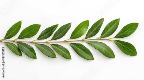 A photostock of fresh olive branches with glossy green leaves, laid gracefully on a clean white background, symbolizing Mediterranean aesthetics. High Quality photo