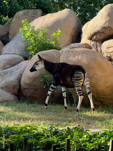Obraz na płótnie Okapi standing in a Miami zoo