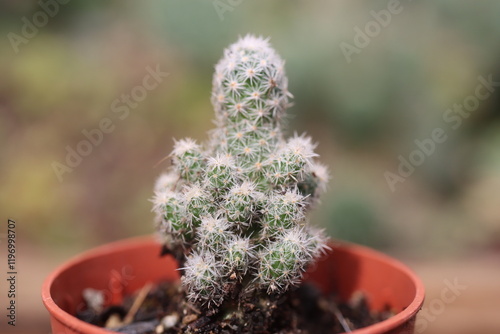 ESCOBARIA sneedi ssp. lei mrozoodporny kaktus photo