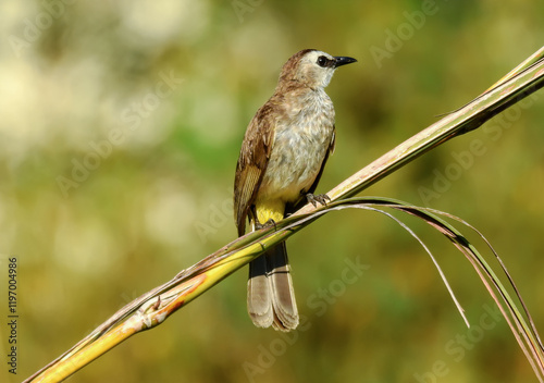 Cuadro en lienzo Wild bird on branch, animal closeup