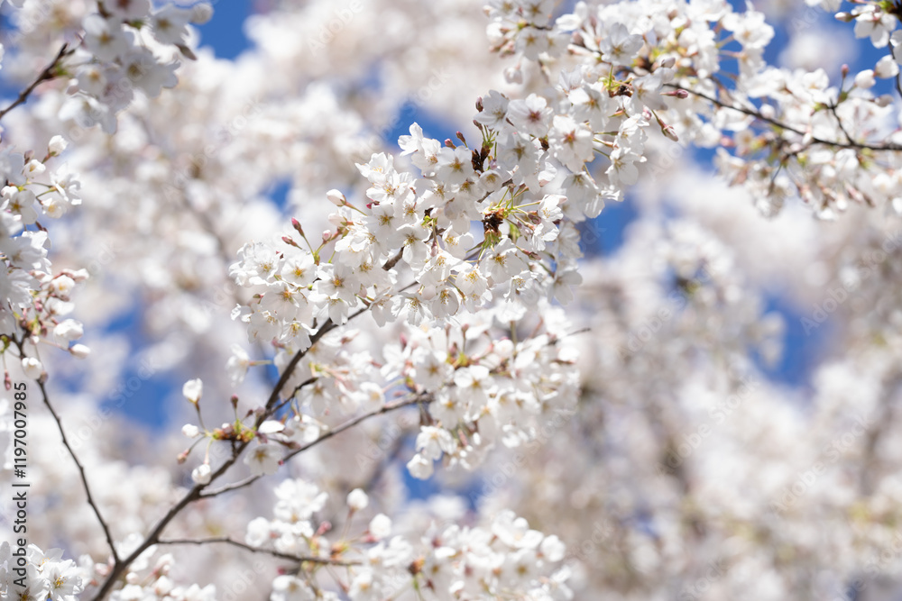 White cherry blossom. Blossom flowers of cherrytree. Spring background with blossom trees. Spring bloom. Blossom white flower. White cherry blossom. Blossom flowers of cherrytree. Spring background with blossom trees. Spring bloom. Blossom white flower.