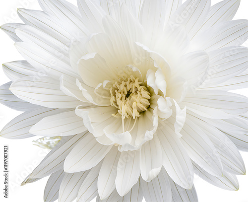 Wallpaper Mural Stunning White Flower Blossom Detailed Macro Photography Pure Elegance Natural Beauty Delicate Petals Soft Light Botanical Image Exquisite Floral Design High Resolution Image Perfect for Print and Web Torontodigital.ca