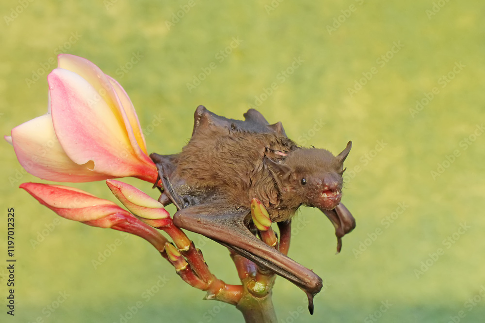 Obraz premium A short-nosed fruit bat eating frangipani flowers. This flying mammal has the scientific name Cynopterus minutus.