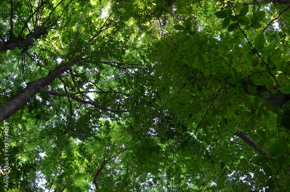 Fototapeta premium Observing the sunlight filtering through the trees in a forest, surrounded by a natural landscape of terrestrial plants, trunks, twigs, grass, and various shades of wood