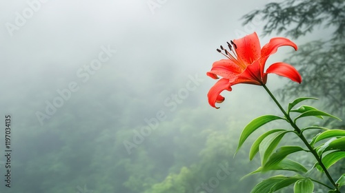 Serene Misty Mountain Lily Blossom Graceful Nature Scene photo