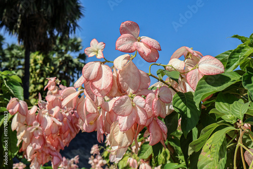 Beautiful pink flowers Mussaenda philippica, ornamental tropical plant, landscaping photo