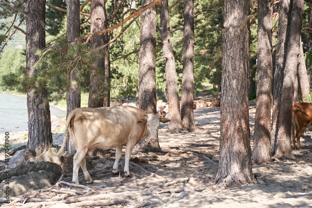 Cow in forested riverbank with sunny daylight and pine trees in tranquil natural landscape. Cow in forested riverbank with sunny daylight and pine trees in tranquil natural landscape.