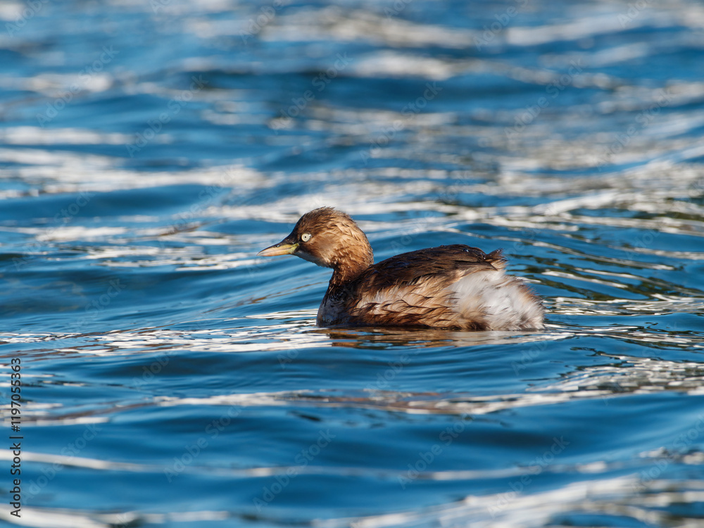 Close up view of little grebe swimming on calm blue water with reflection and ripples in sunny day. Close up view of little grebe swimming on calm blue water with reflection and ripples in sunny day.