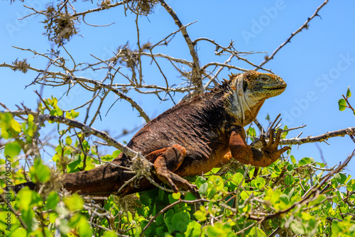 Drusenkopf.Conolophus subcristatus.(Gray, 1831) photo