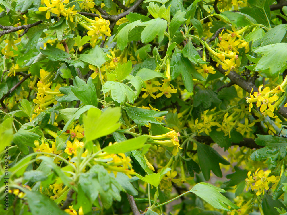 Gorgeous yellow flowers blooming on a lush green bush. Perfect for spring backgrounds! Gorgeous yellow flowers blooming on a lush green bush. Perfect for spring backgrounds!