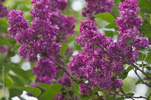 Flowering purple lilac bush close-up. Flowering lilac bush