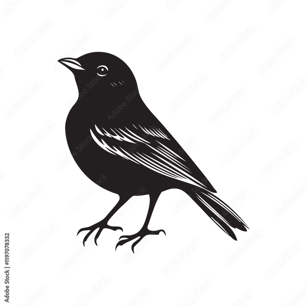 Obraz premium blackbird isolated on white
