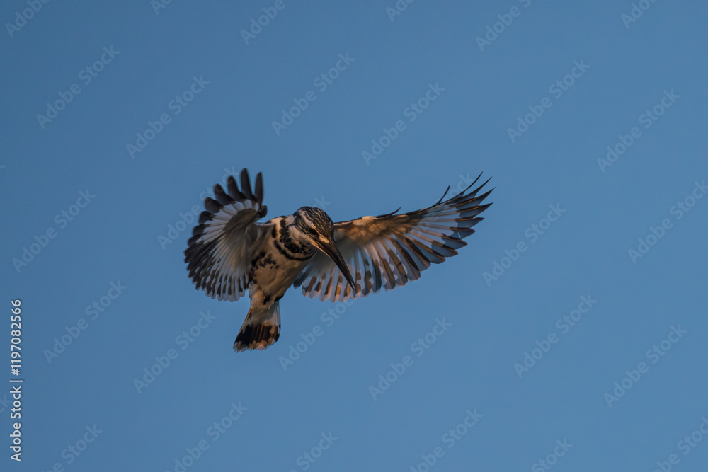 Obraz premium The Pied Kingfisher (Ceryle rudis) is a black-and-white bird, expert at hovering over water, diving for fish, and found near freshwater habitats.