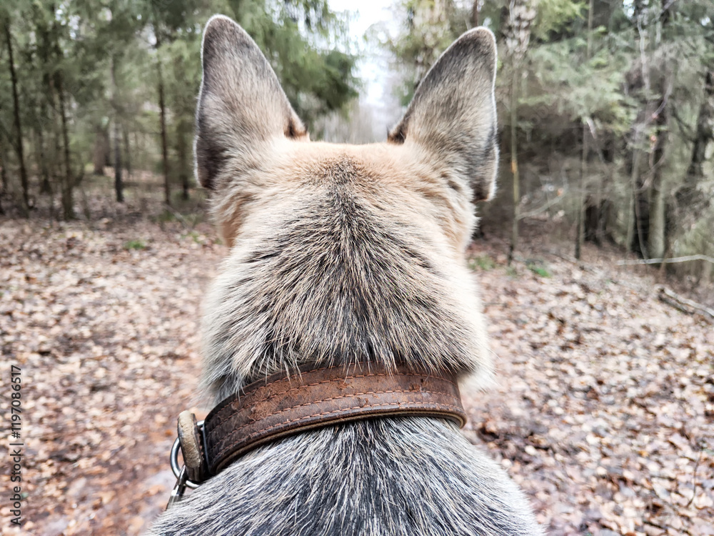 German or Eastern European Shepherd dog on nature German or Eastern European Shepherd dog on nature