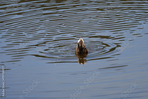 Ente taucht im Teich
