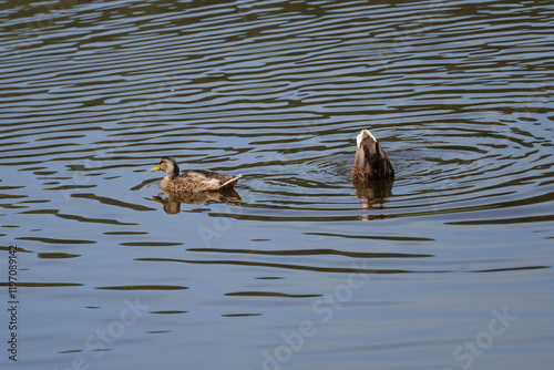 Zwei Enten schwimmen auf Teich