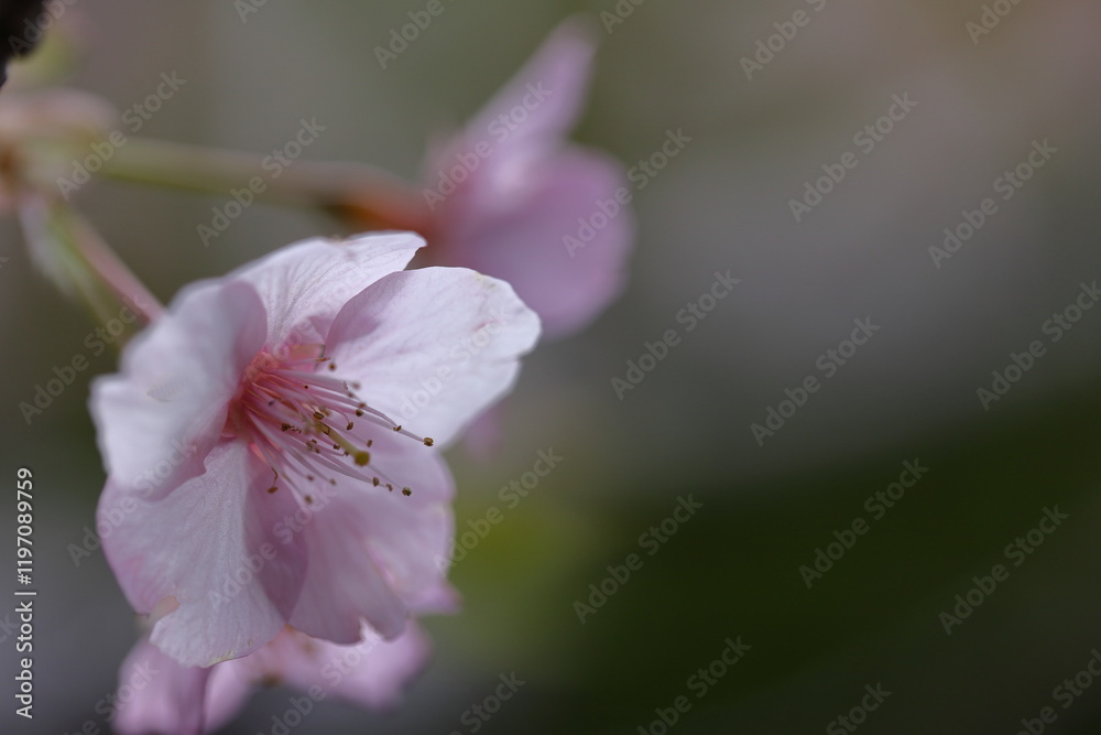 色鮮やかなピンク色の早咲き桜 色鮮やかなピンク色の早咲き桜