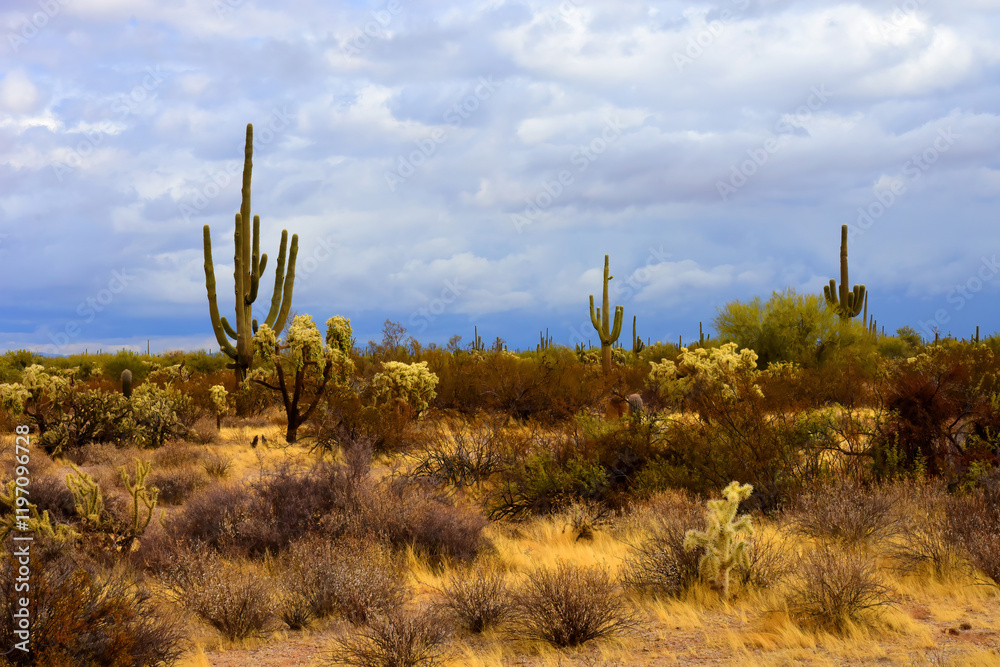 Clouds Over Central Sonora Desert Arizona Clouds Over Central Sonora Desert Arizona