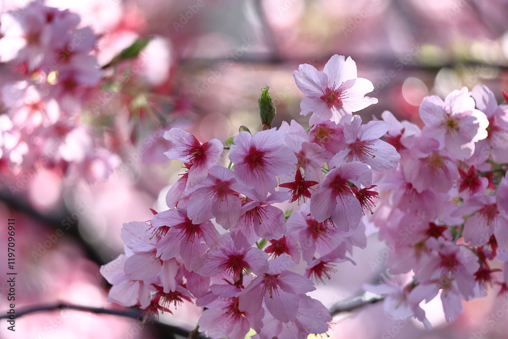 Obraz premium 色鮮やかなピンク色の早咲き桜