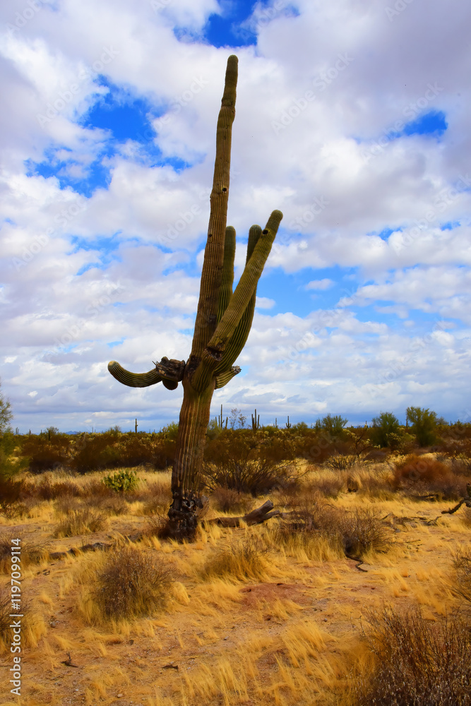 Clouds Over Central Sonora Desert Arizona Clouds Over Central Sonora Desert Arizona