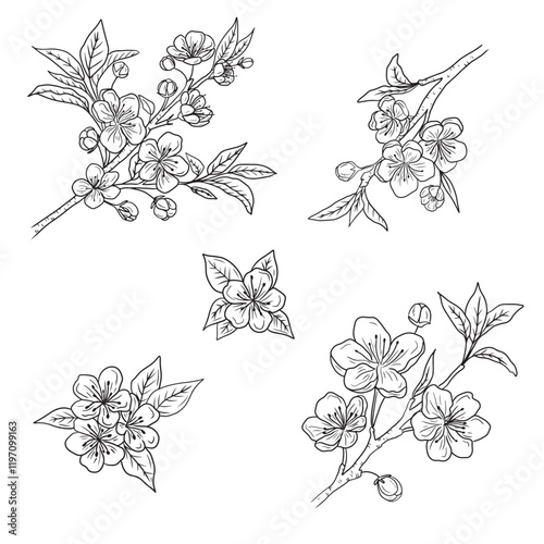 Set of cherry blossom branches with beautiful flowers and buds in black on white background. Hand drawn vector sketch illustration in doodle engraved vintage line art style. Floral botanical