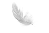 white duck feathers isolated  background