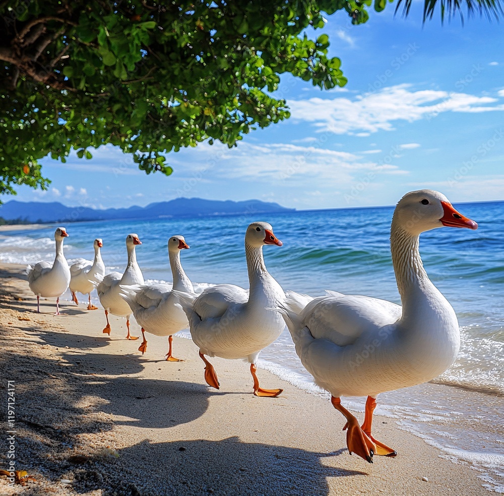Obraz premium ducks on the lake