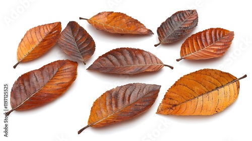 Wallpaper Mural Autumnal Leaf Collection: Rustic Brown and Orange Hues Torontodigital.ca