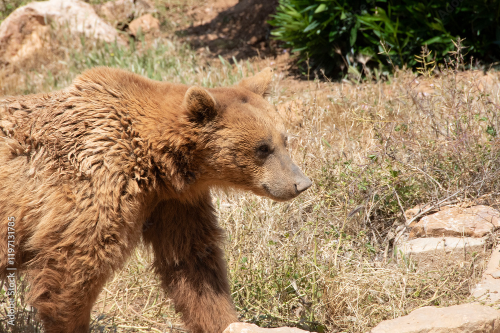Fototapeta premium brown bear in the forest