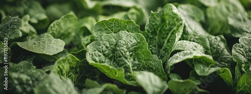 close-up of a healthy fresh organic vegetables