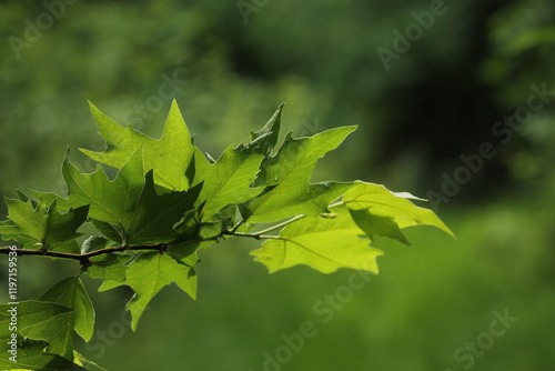 foglie nuove nel bosco in primavera photo